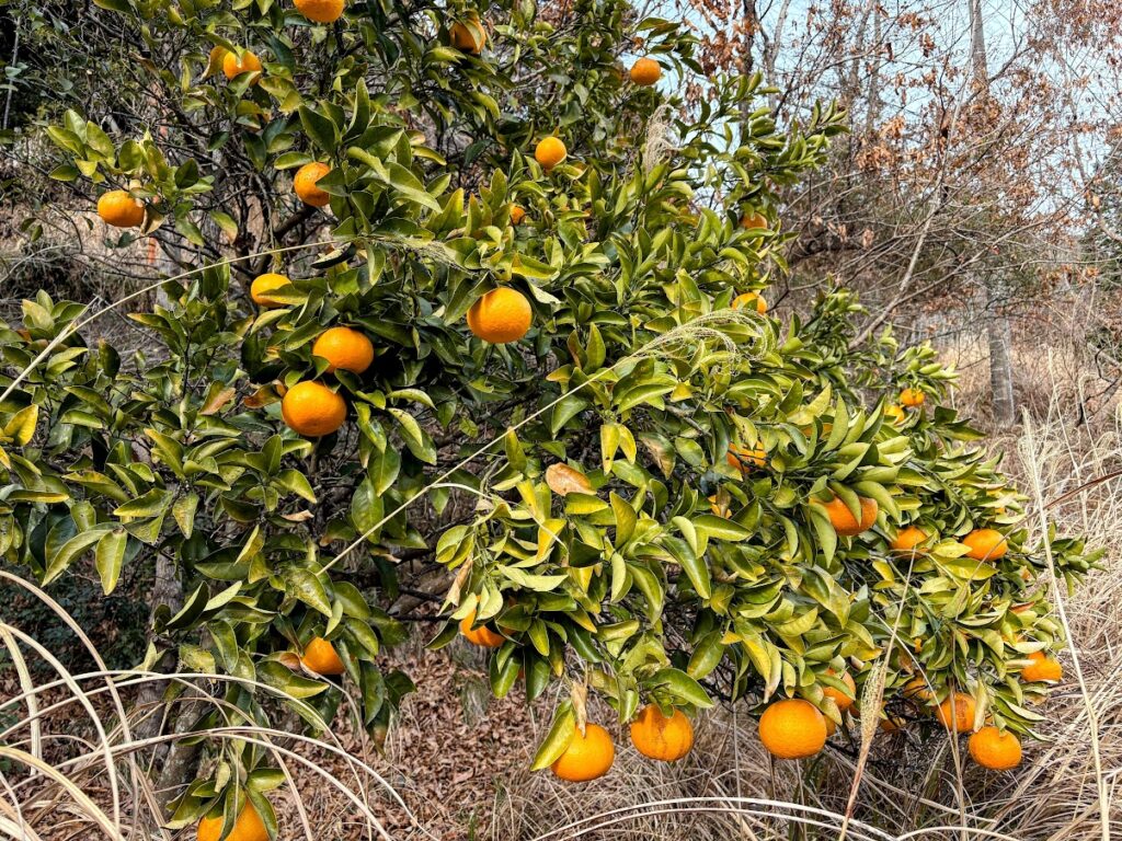 IMG_5986-EDIT-1024x768 甘夏みかん
