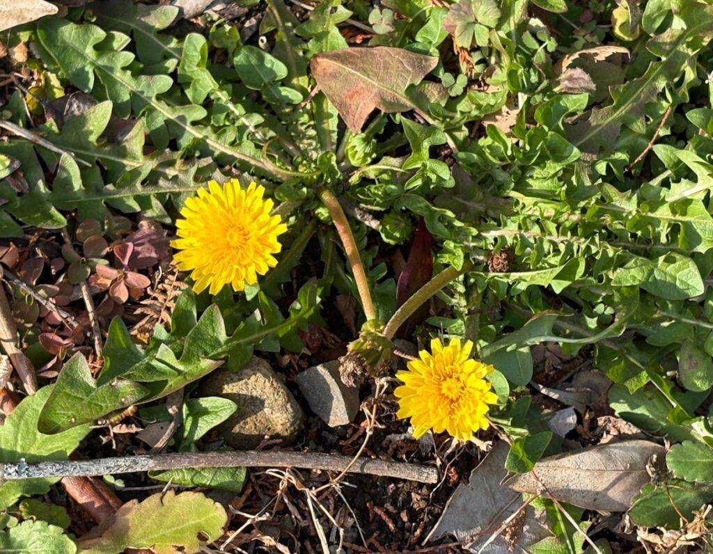 IMG_5988-1024x796 甘夏みかん