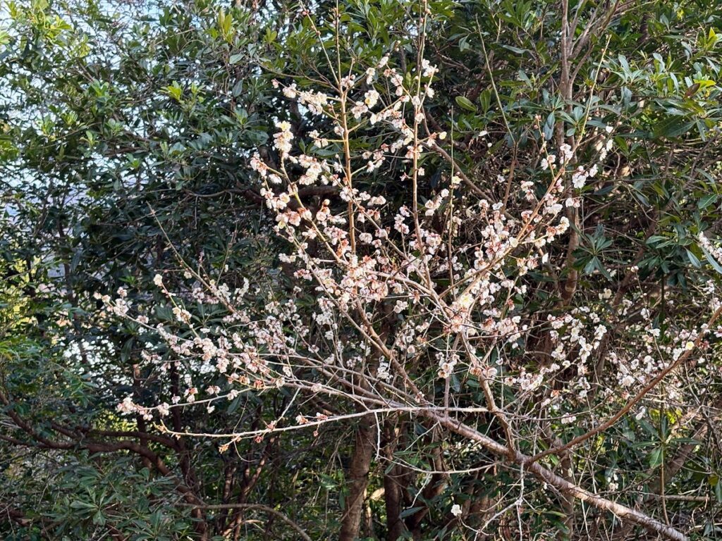 IMG_5989-1024x768 甘夏みかん