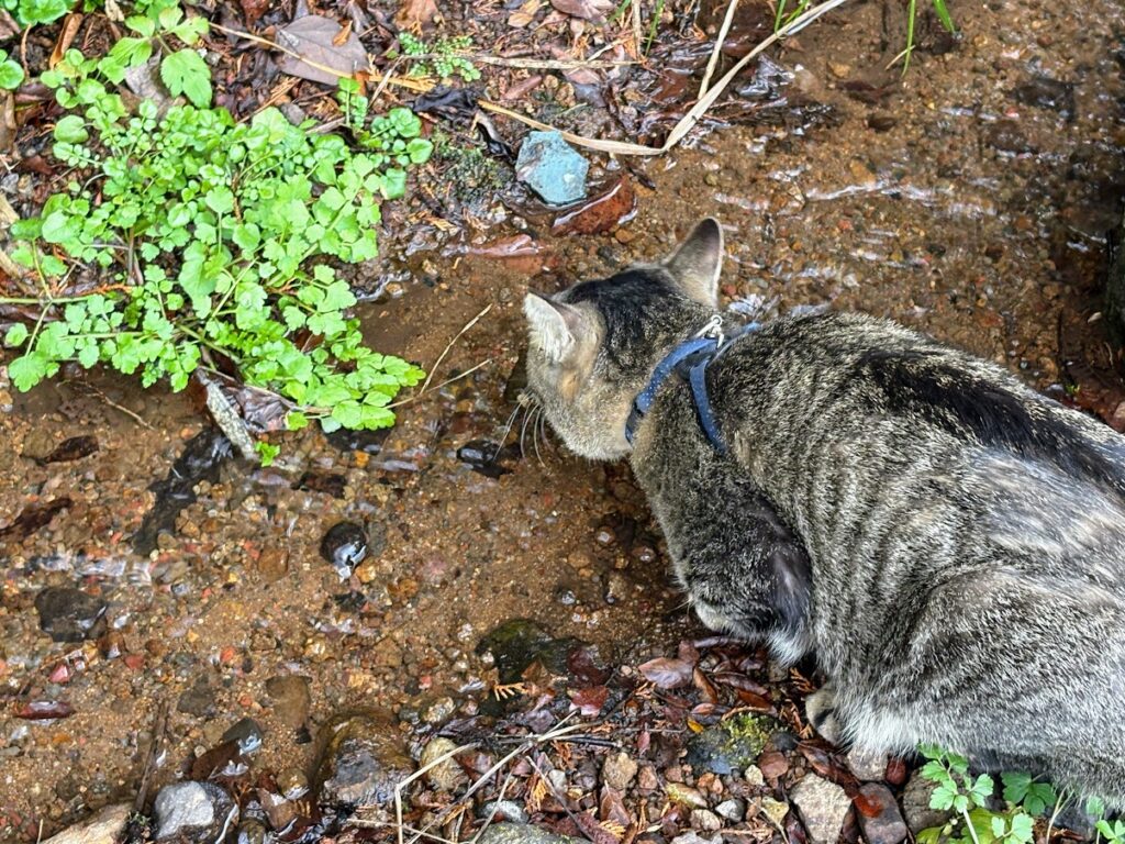 IMG_5995-1024x768 甘夏みかん