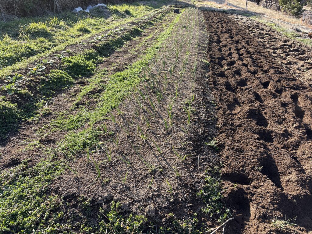 IMG_6002-1024x768 春ジャガイモ植え付け準備