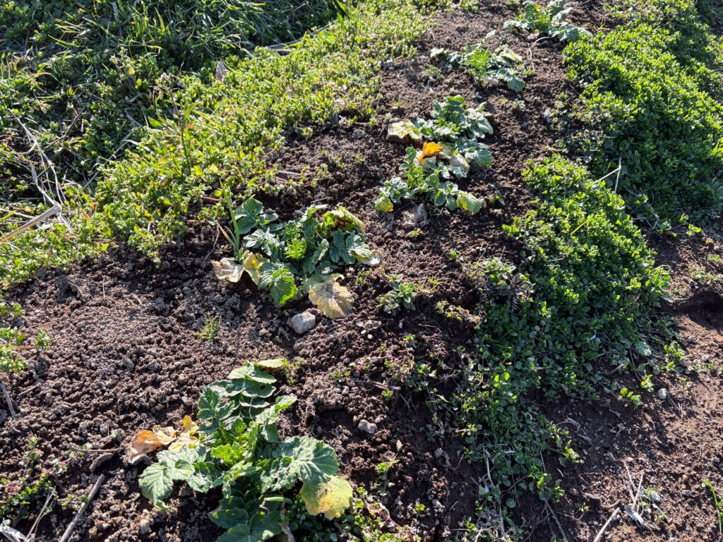 IMG_6003-1024x768 春ジャガイモ植え付け準備