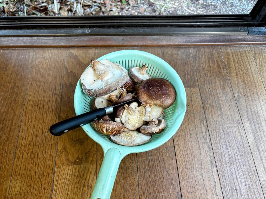 IMG_6017-EDIT-1024x768 