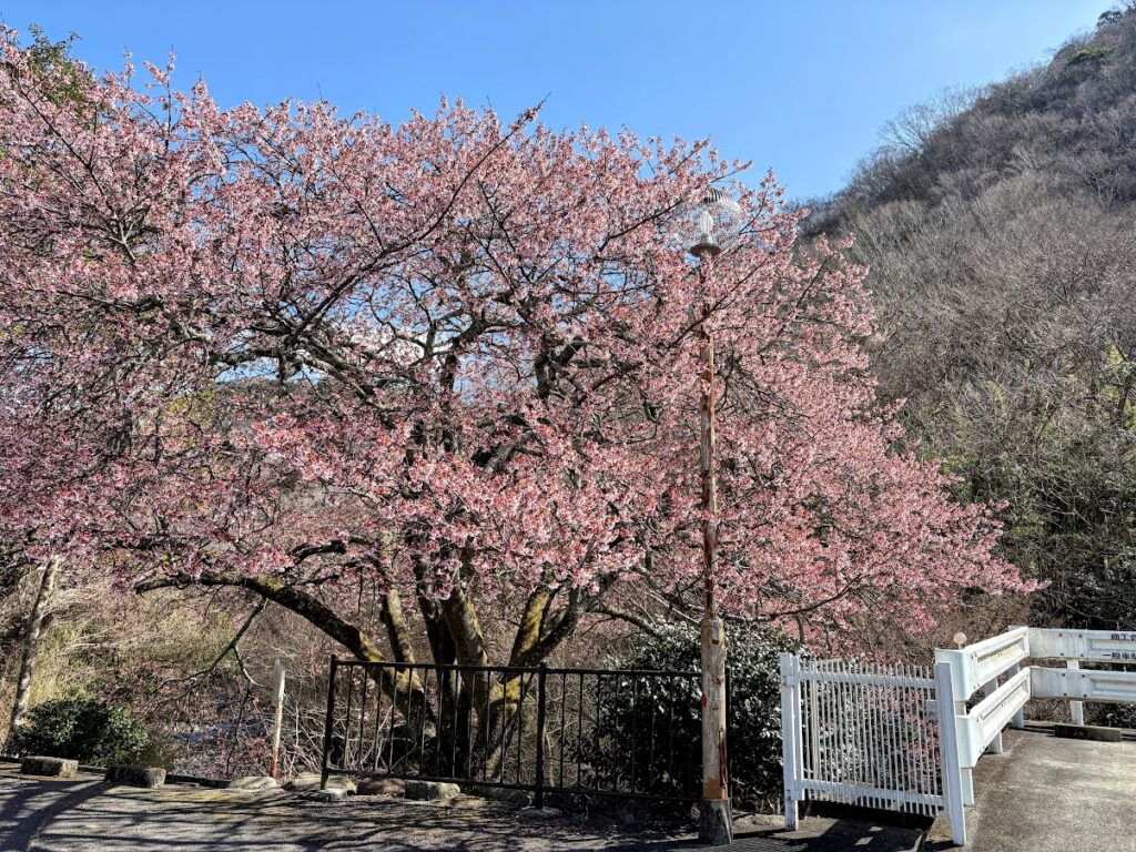 IMG_6020-EDIT-1024x768 河津桜満開