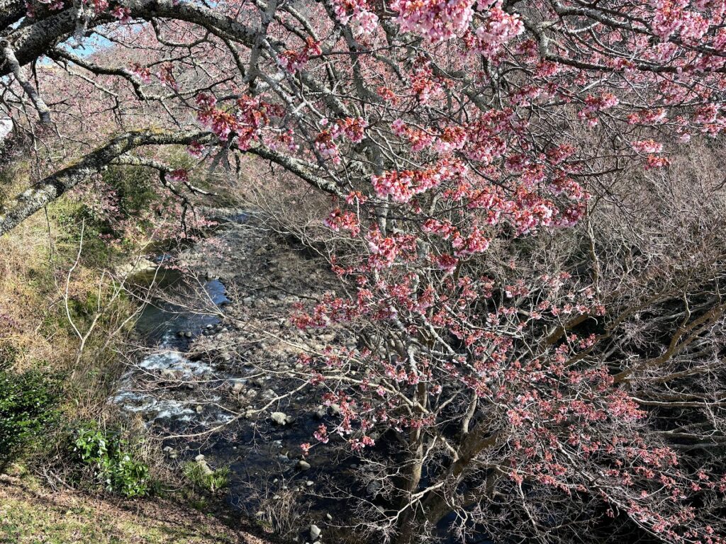 IMG_6021-1024x768 河津桜満開