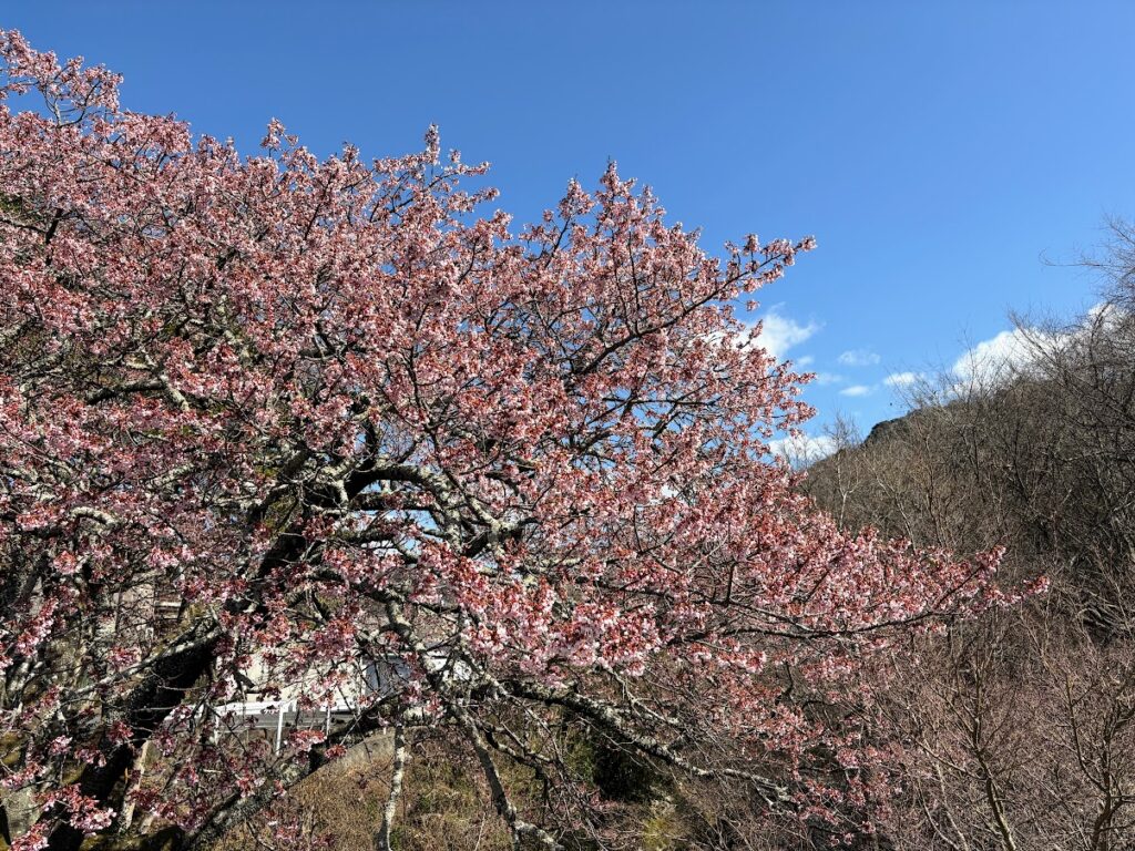 IMG_6022-1024x768 河津桜満開