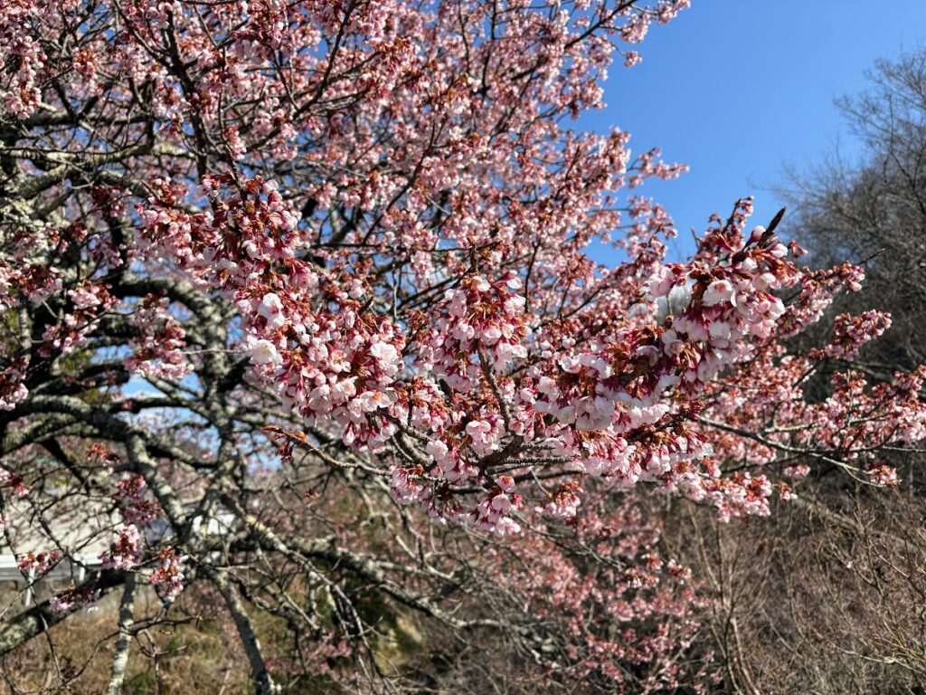 IMG_6023-1024x768 河津桜満開