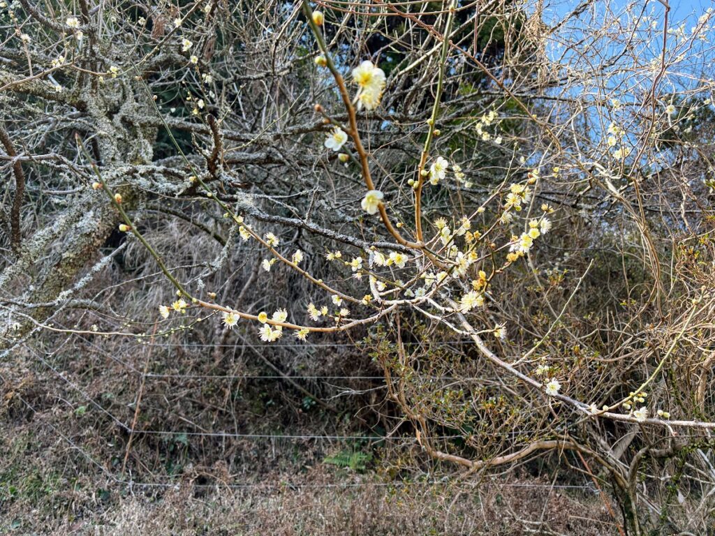 IMG_6027-1024x768 河津桜満開