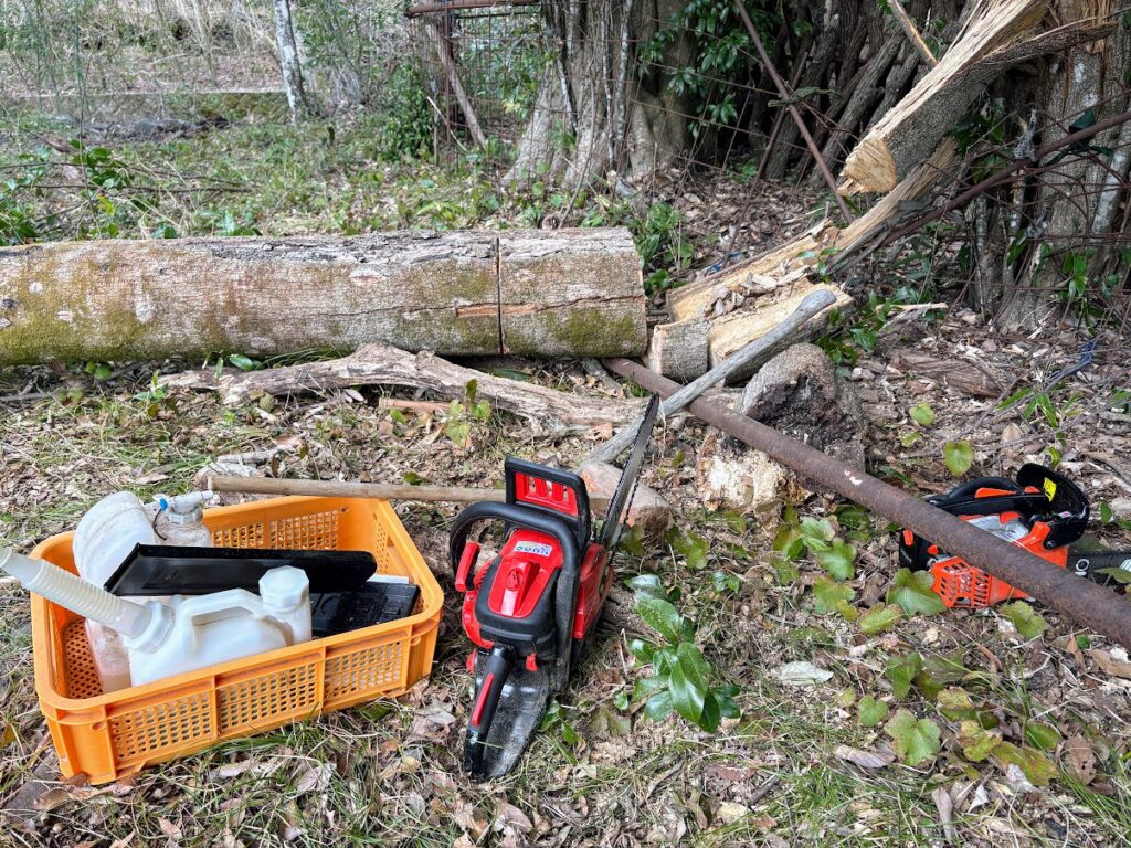 IMG_6029-1024x768 河津桜満開