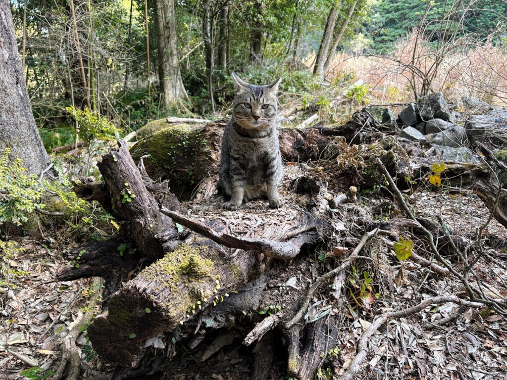 IMG_6035-1024x768 河津桜満開