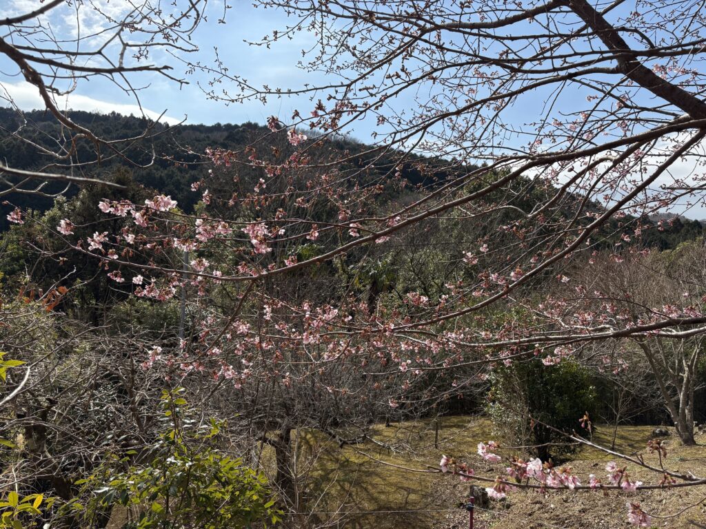 IMG_6051-1024x768 甘夏みかんの収穫