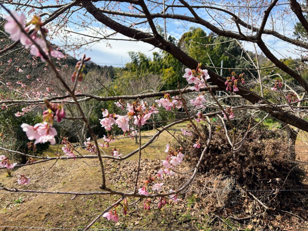 IMG_6052-1024x768 甘夏みかんの収穫