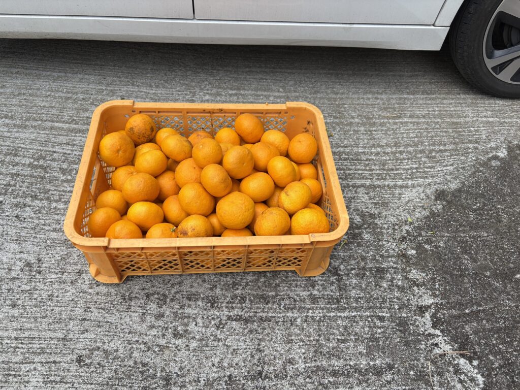 IMG_6053-1024x768 甘夏みかんの収穫