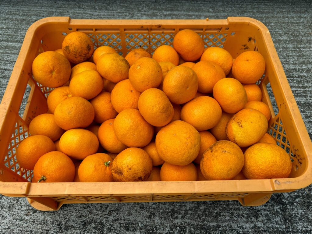 IMG_6055-1024x768 甘夏みかんの収穫