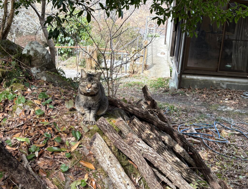 IMG_6061-1024x780 甘夏みかんの収穫