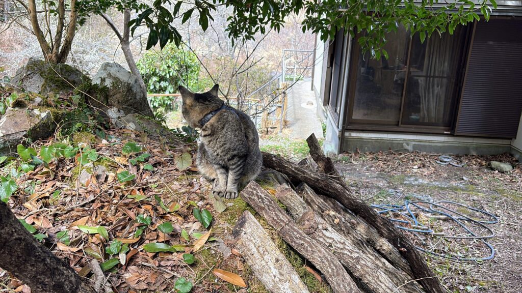 IMG_6063-1024x576 甘夏みかんの収穫