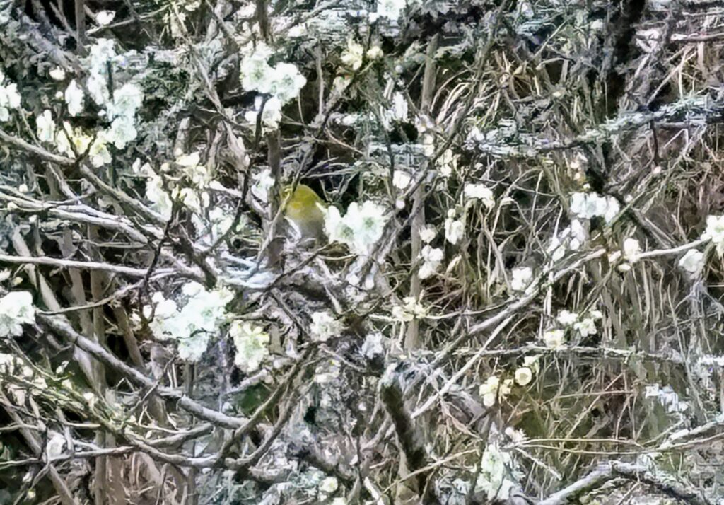 IMG_6067-1-1024x714 甘夏みかんの収穫