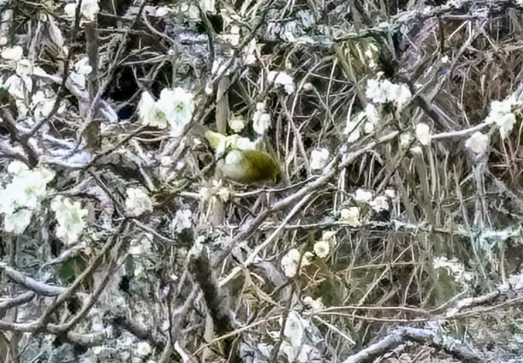 IMG_6068-1024x711 甘夏みかんの収穫