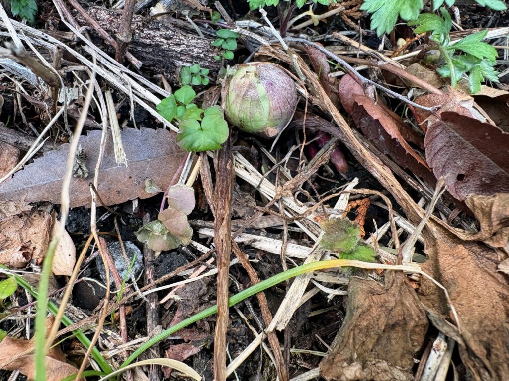 IMG_6072-1024x768 甘夏みかんの収穫