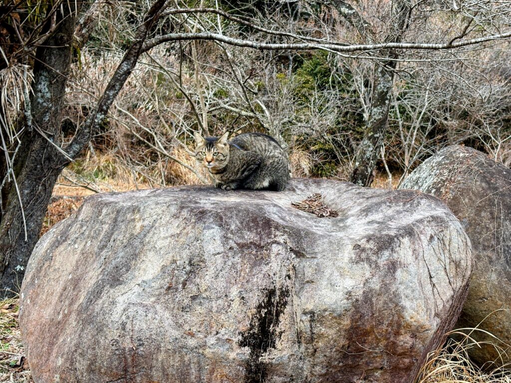 IMG_6076-EDIT-1024x768 甘夏みかんの収穫