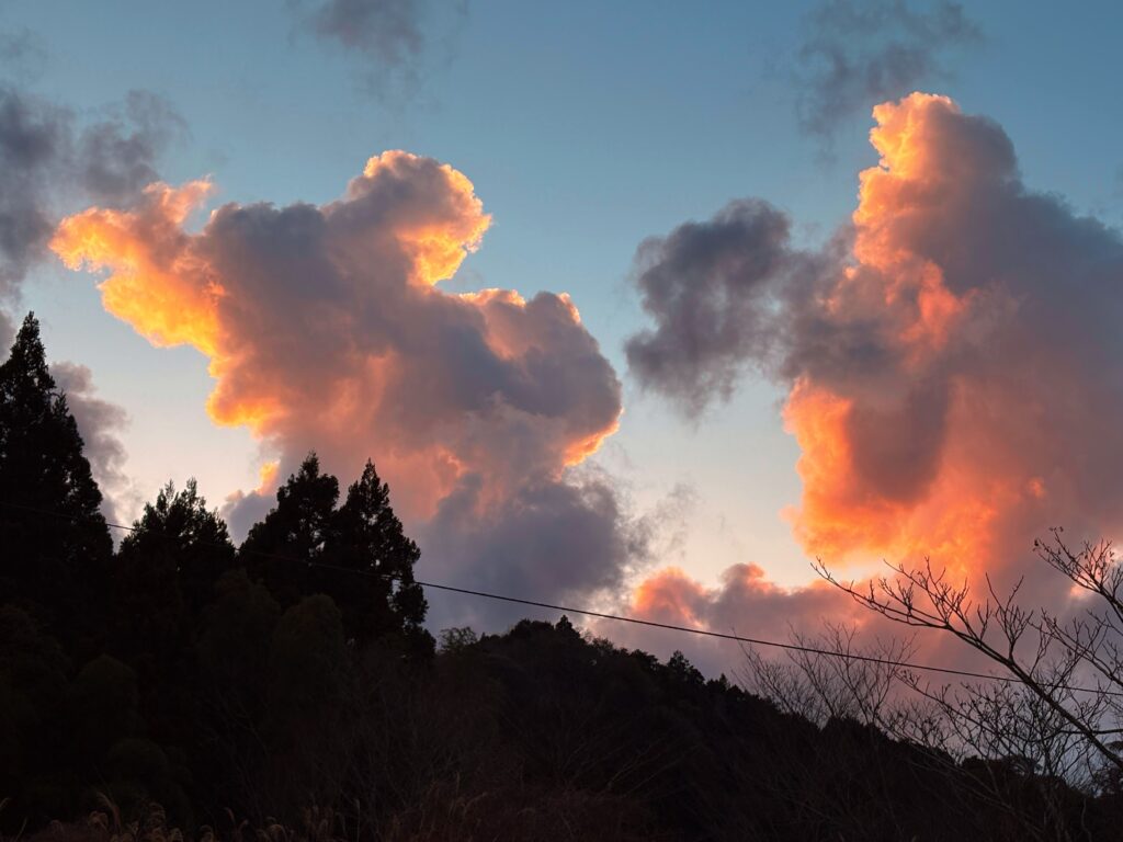 IMG_6078-EDIT-1024x768 甘夏みかんの収穫