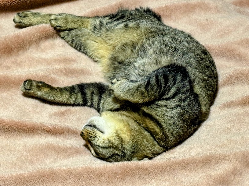 IMG_6085-EDIT 改築に向けた設計士等との打ち合わせ終了