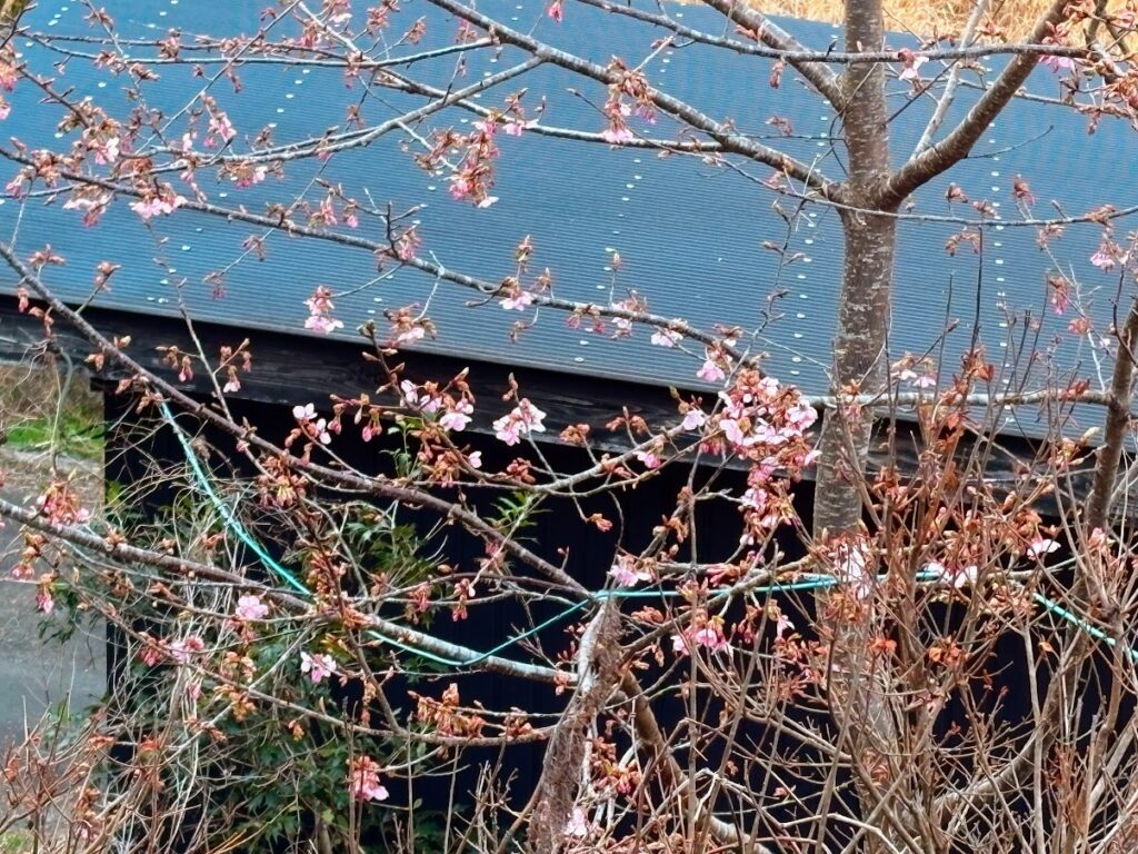 IMG_6088-EDIT-1024x768 5日振りの修善寺ベース