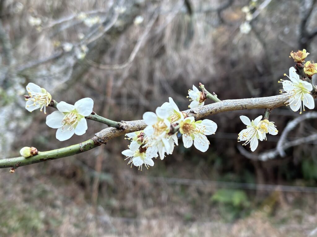 IMG_6090-1024x768 5日振りの修善寺ベース