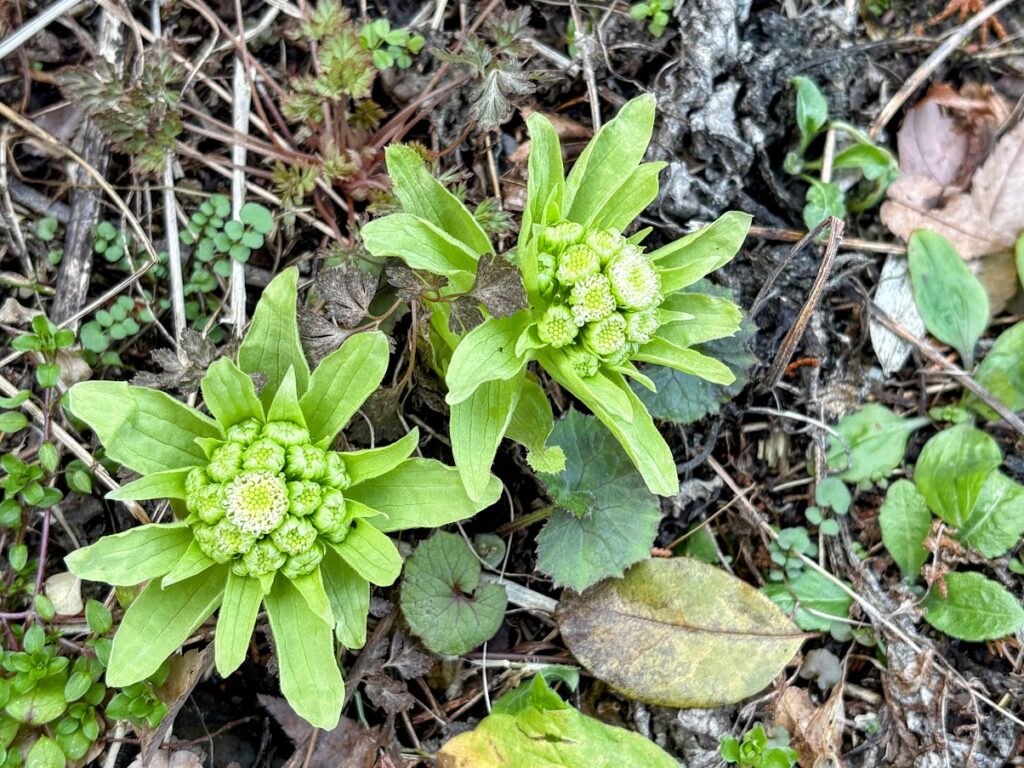 IMG_6094-EDIT-1024x768 5日振りの修善寺ベース