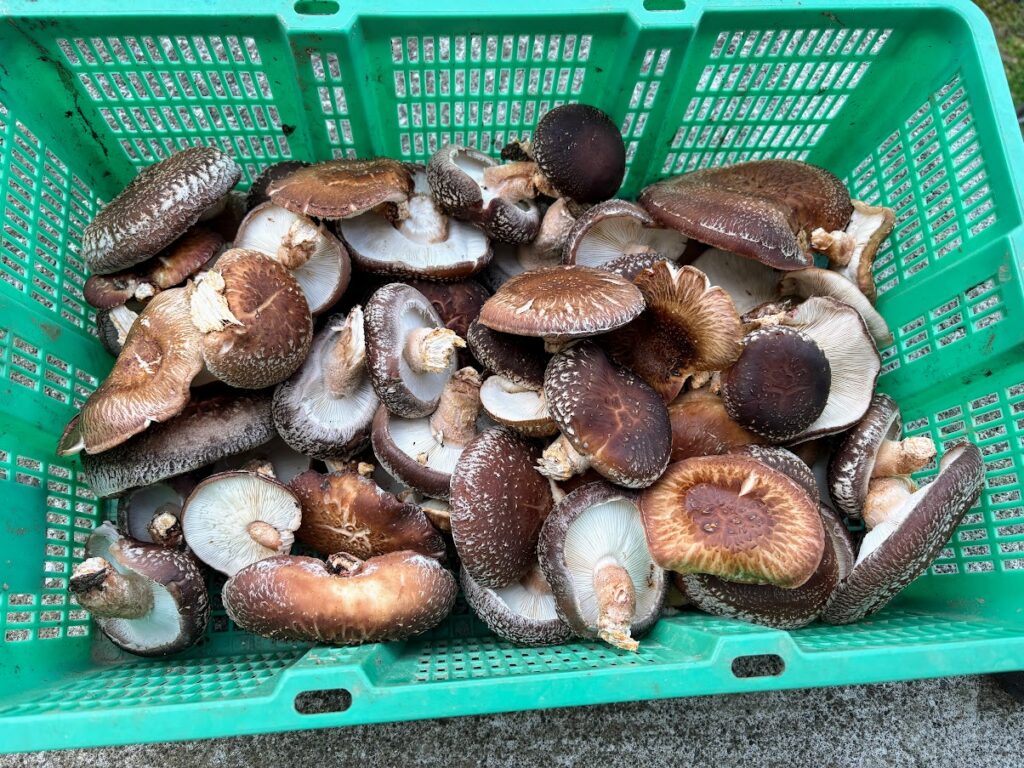 IMG_6108-1-1024x768 5日振りの修善寺ベース