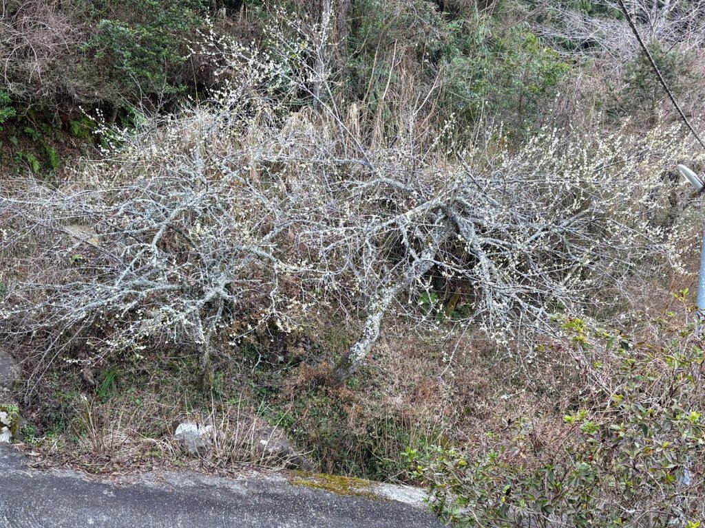 IMG_6110-1024x768 5日振りの修善寺ベース