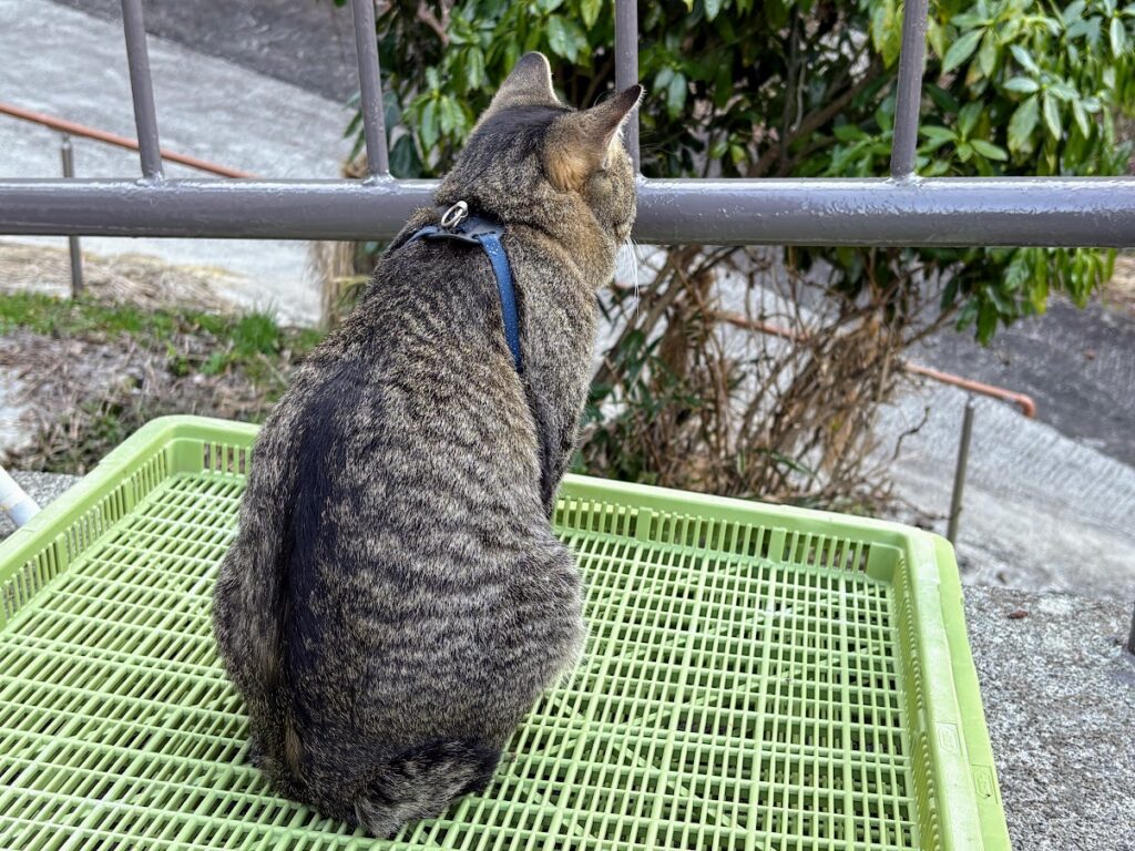 IMG_6111-1024x768 5日振りの修善寺ベース