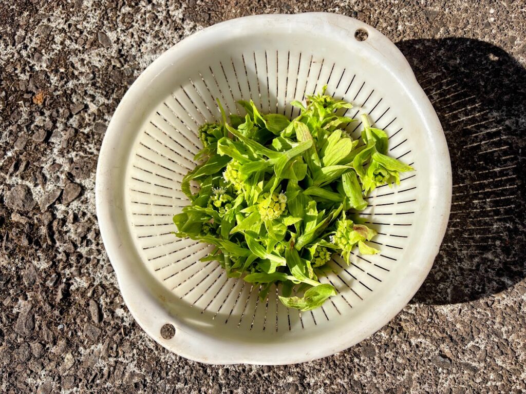 IMG_6115-EDIT-1024x768 蕗の薹