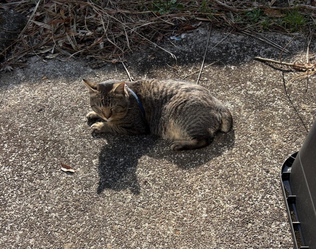 IMG_6117-1024x808 蕗の薹