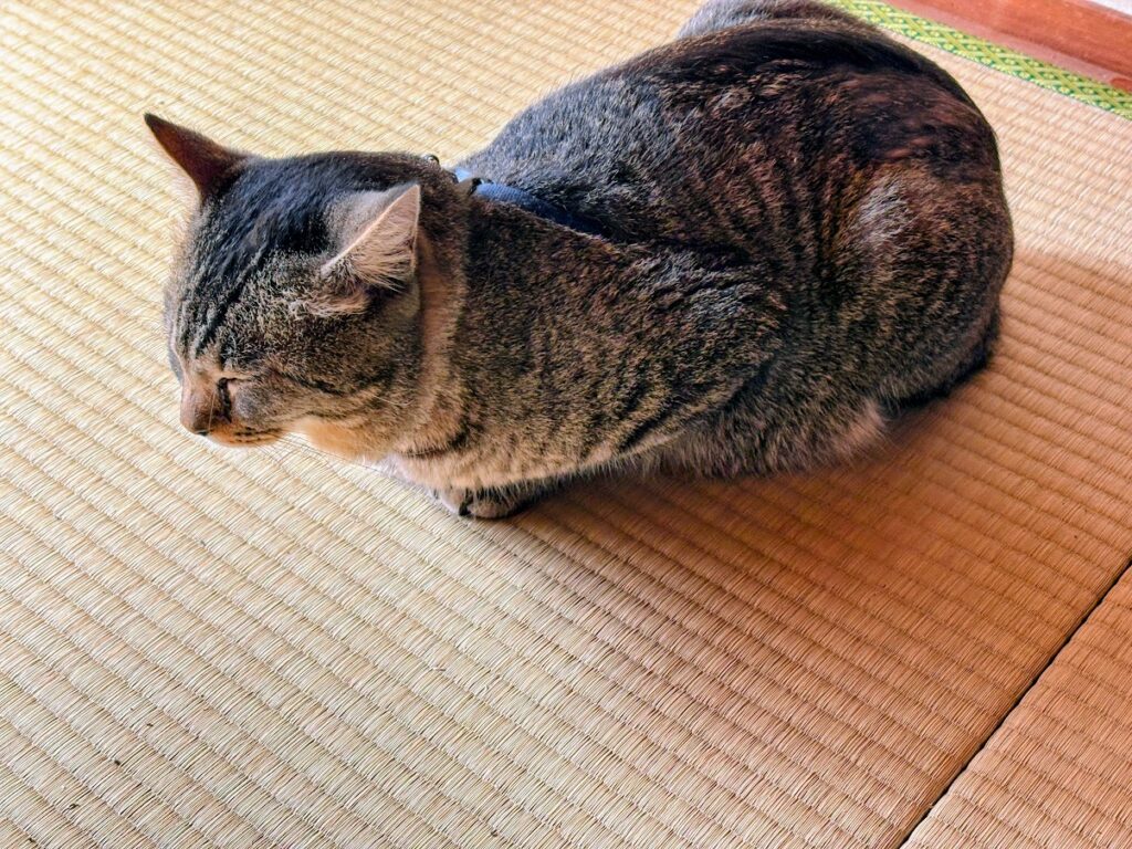 IMG_6121-EDIT-1024x768 蕗の薹