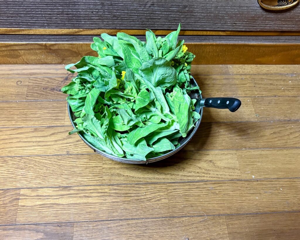 IMG_6123-EDIT-1024x818 蕗の薹