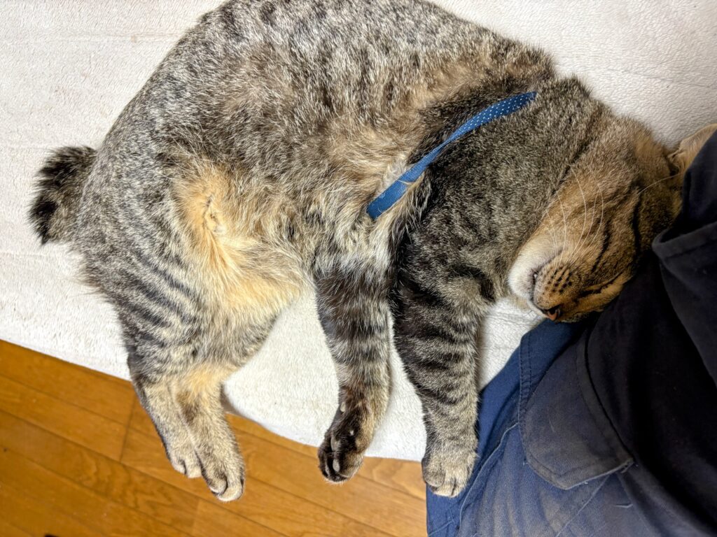 IMG_6196-EDIT-1024x768 枯れ草刈り