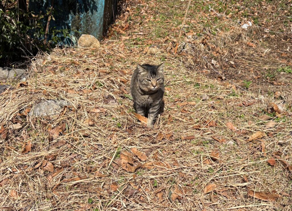 IMG_6214-1024x739 畑の見回りを兼ね、太郎と散歩