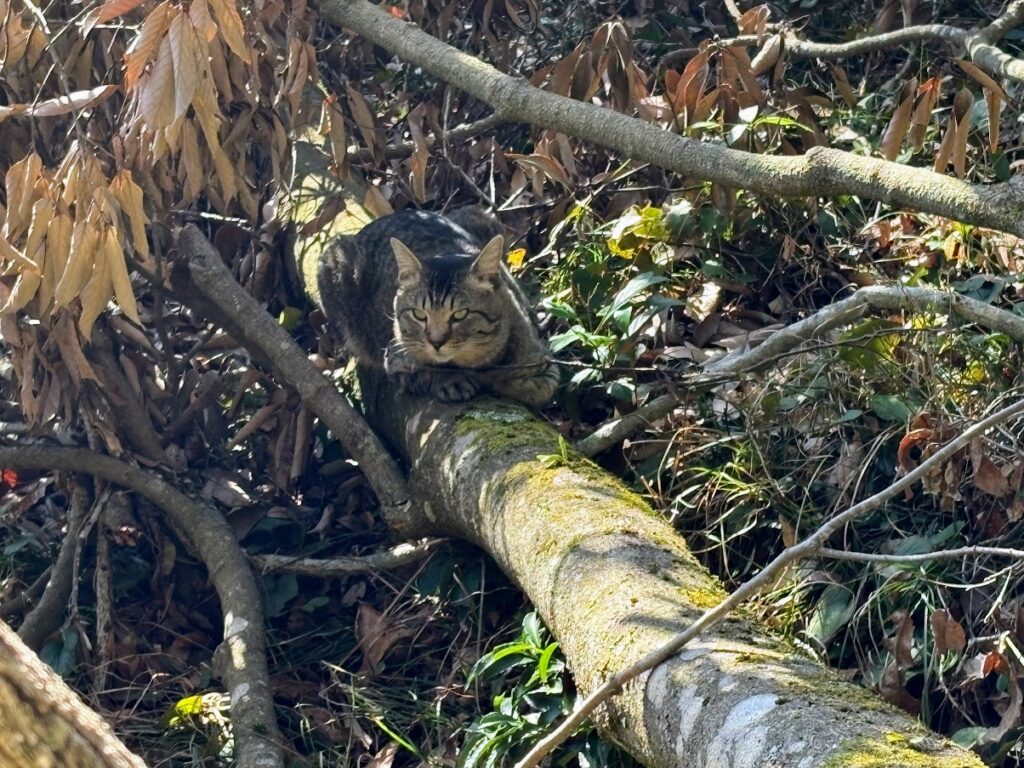 IMG_6223-1024x768 畑の見回りを兼ね、太郎と散歩