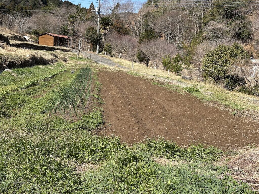 IMG_6228-1024x768 畑の見回りを兼ね、太郎と散歩