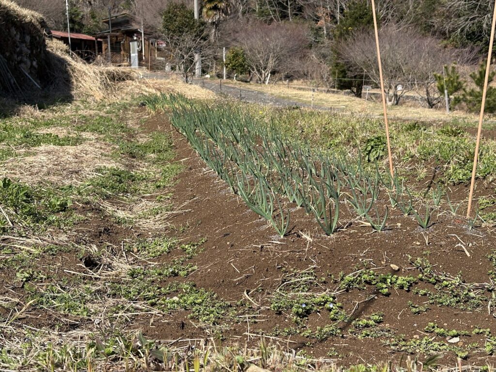 IMG_6229-1024x768 畑の見回りを兼ね、太郎と散歩