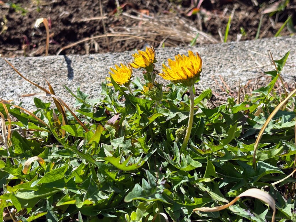 IMG_6231-1-1024x768 畑の見回りを兼ね、太郎と散歩