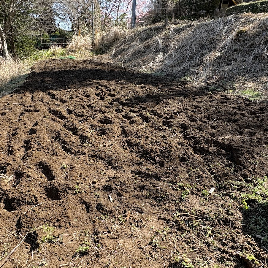 IMG_6239 畑の見回りを兼ね、太郎と散歩