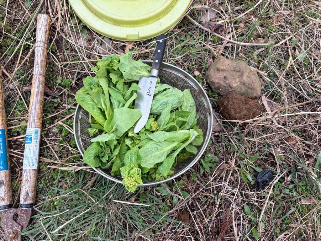 IMG_6261-1024x768 畑の見回りを兼ね、太郎と散歩