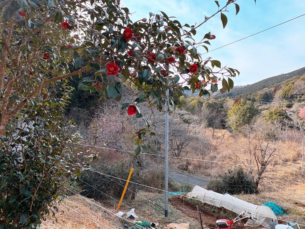 IMG_6284-EDIT-1024x768 おい、中国よ!頑張ってくれ!