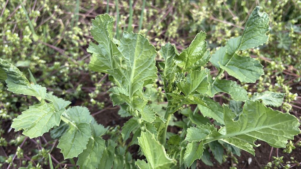 IMG_6290-1024x576 おい、中国よ!頑張ってくれ!