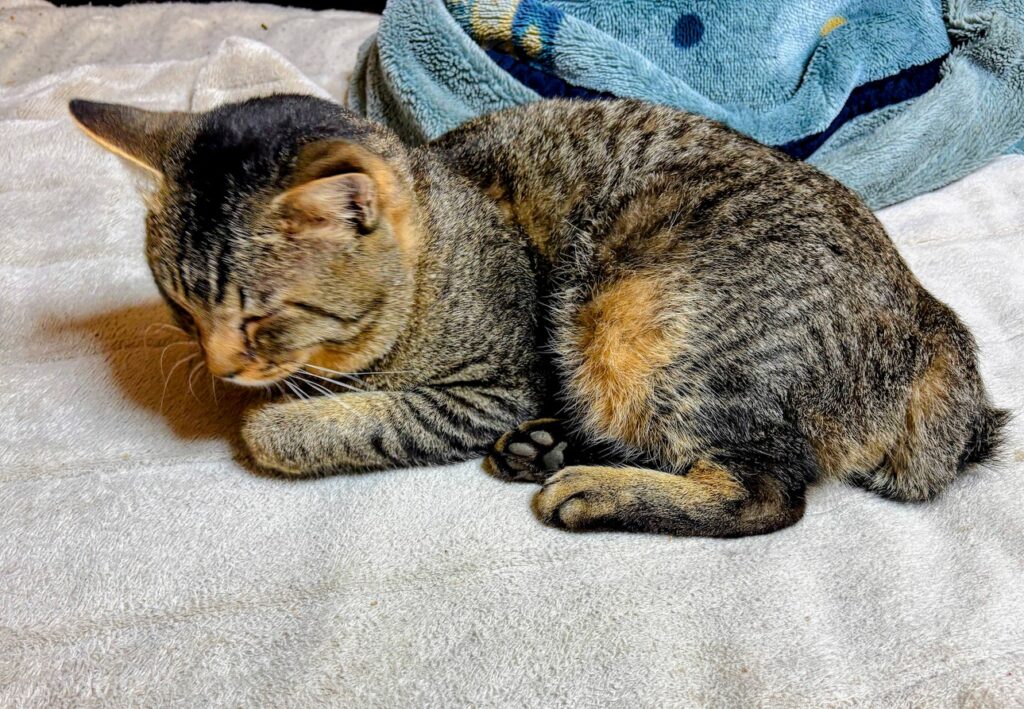 IMG_6302-EDIT-1024x709 AIクロード