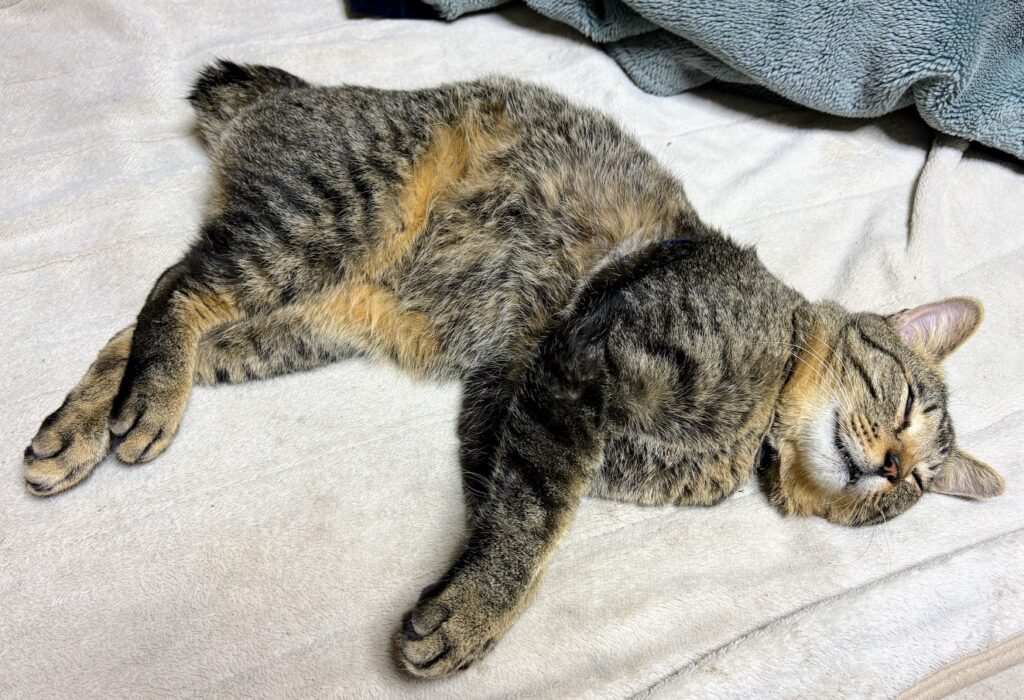 IMG_6317-1024x700 今日も午後から野良仕事