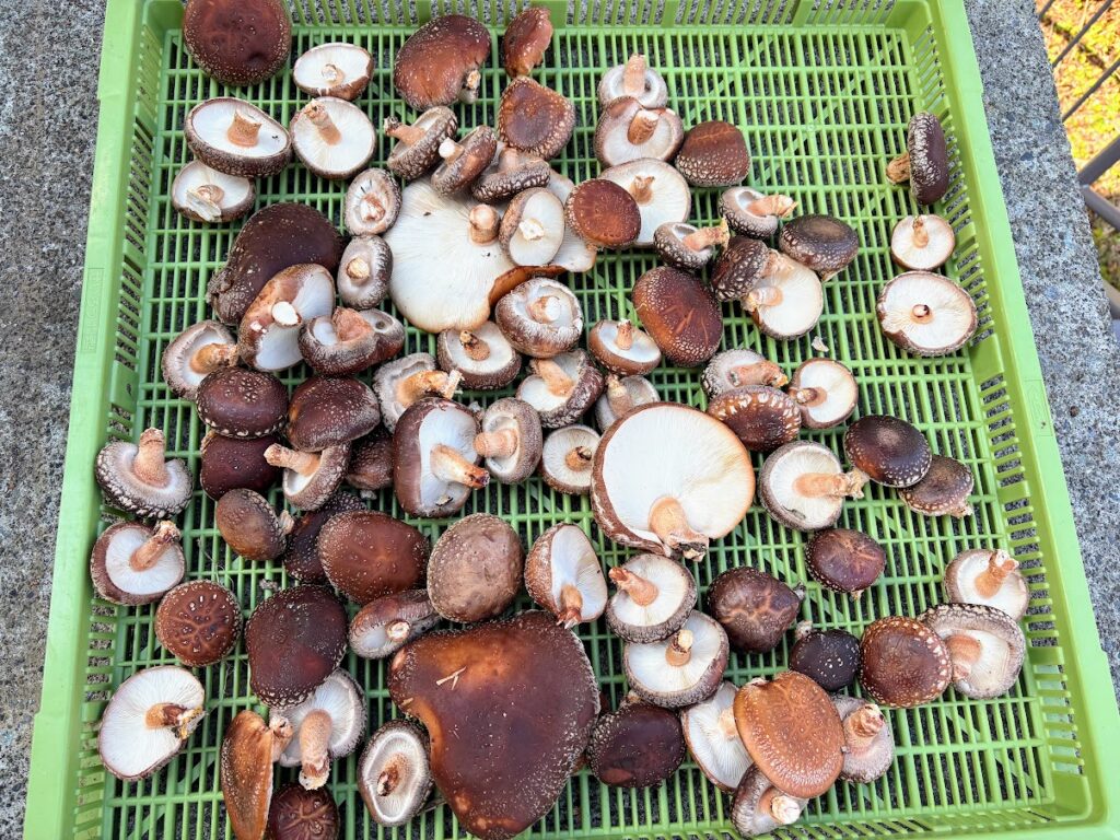 IMG_6326-1024x768 明日（13日）、生椎茸を世田谷ベースへ持参する