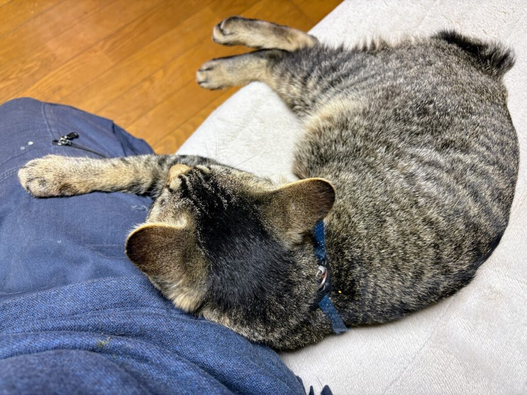 IMG_6342-1024x768 本日、無事に修善寺ベースへ戻った